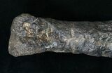 Allosaurus Metatarsal (Toe) Bone - With Stand #15321-6